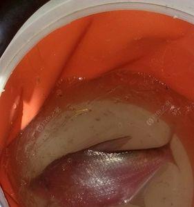 夜钓可以用红虫吗