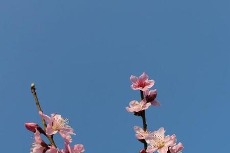 桃花笑尽春风的意思