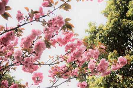 男友约我看樱花怎么回复