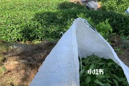 1000一斤的茶叶利润多少