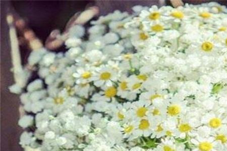 谁能告诉我满天星的花语是什么