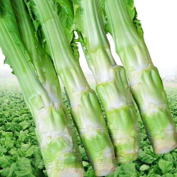 十月份四川可以种什么蔬菜