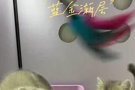 端午猫和蓝金猫的区别