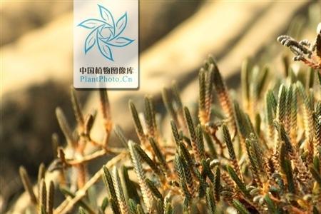 石松可以在水里种植吗