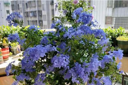 蓝雪花淋雨后蔫了怎么补救