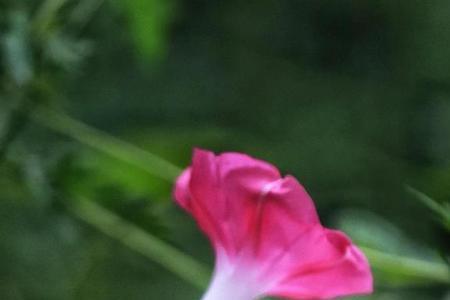 牵牛花仿写一首小诗