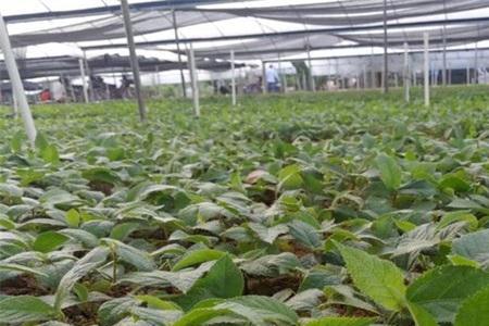 种植五指毛桃一亩投资多少