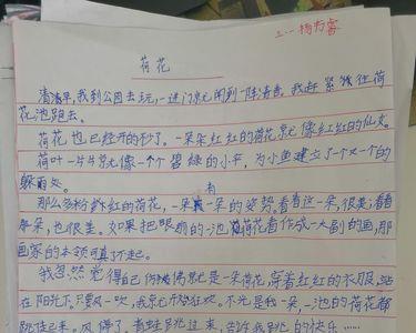 荷花怎么传播种子仿写