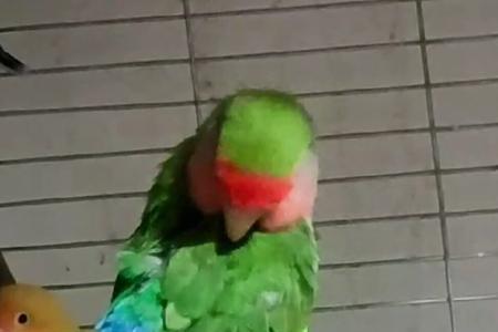 绿桃鹦鹉飞到外面能活多久