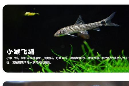 金苔鱼吃小鱼吗