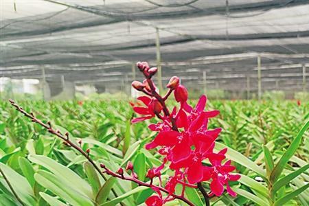 兰香树北方能养吗