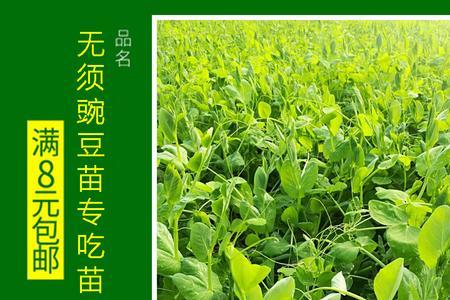 麻豌豆和青豌豆的区别