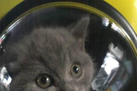 蓝猫几个月脱乳毛