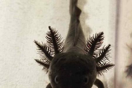天角兽是什么生物