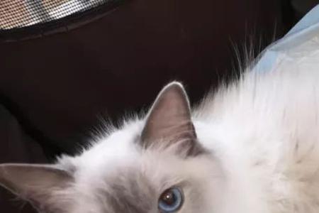 小猫送人了,母猫会记得多久