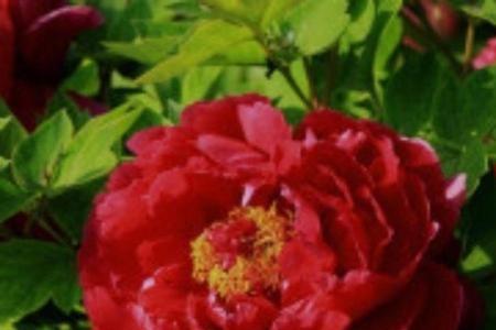牡丹芽是红色是什么品种