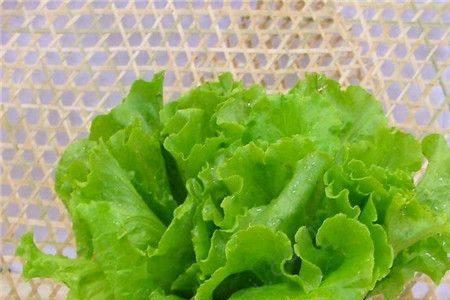 生菜能种深度10厘米的盆里吗