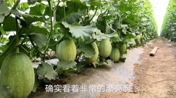 甜蜜瓜的种法