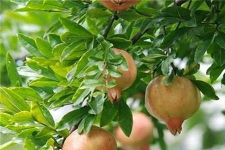水果种植到成熟需要多久