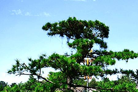 新农合户口本三人可以交1人的吗