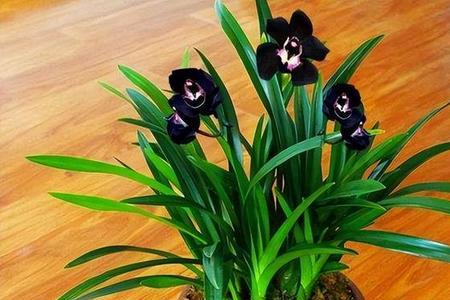 石葵兰花一年能开几次