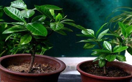 栀子花繁殖几月份比较好