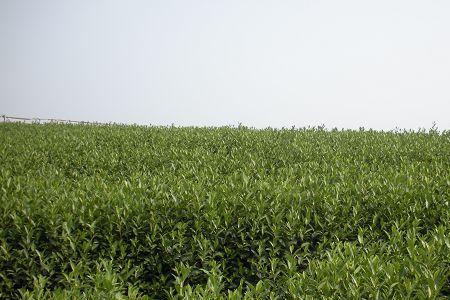 福选4号茶是什么品种