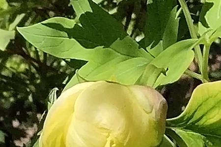 为什么黄牡丹花蕾脱落不开花