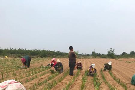 春季北方土壤解冻种葱时间