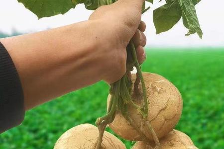 豆薯的种子是干什么的