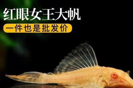 金苔鼠为什么总在缸底趴着