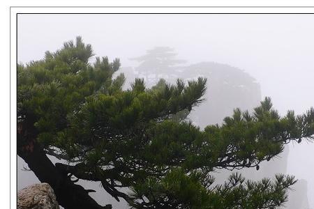 黄山松是什么松树
