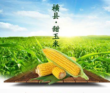 甜玉米如何长途运输