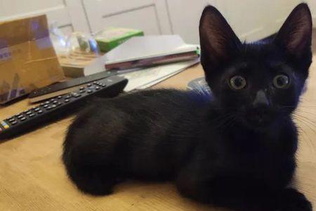 两个黑猫能生出花猫吗