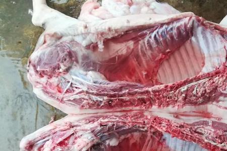 为什么新鲜猪肉却散发着猪粪味