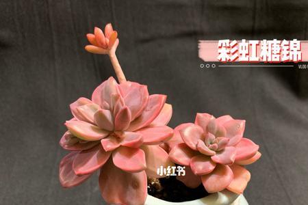多肉彩虹和彩虹糖是一个品种吗