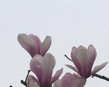 我自不开花全诗