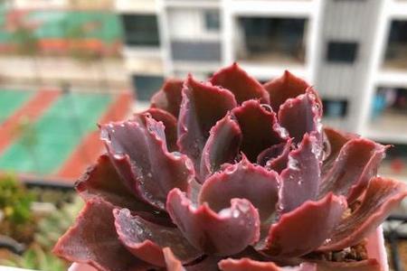 多肉混养还是单棵好