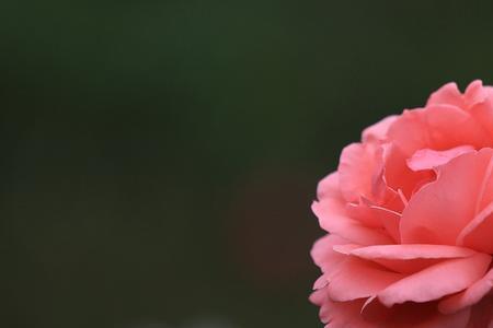 用三种方法形容月季花