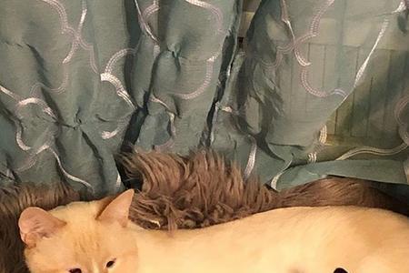 橘猫和奶牛猫生出什么颜色的猫