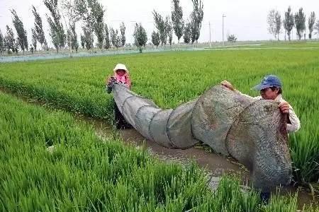 东北秋季种地环可以吗
