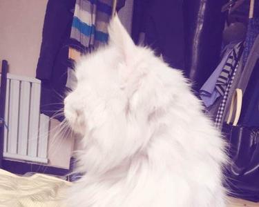 为什么狮子猫不建议养
