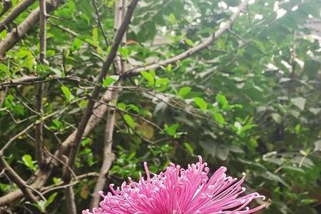 谁可与玩斯遗芳兮什么意思