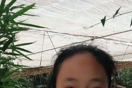 我家吾儿初长成的意思