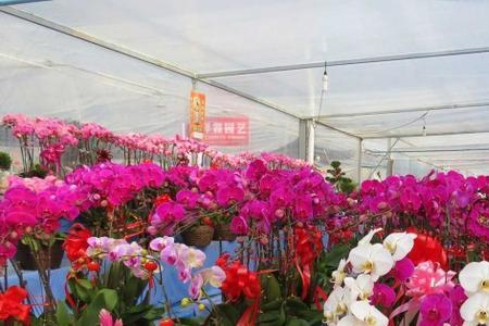 山东几月份给花卉遮阳