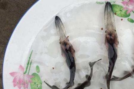鸭嘴鱼吃什么饵料