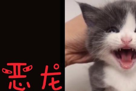 两只公猫见面就嗷呜叫