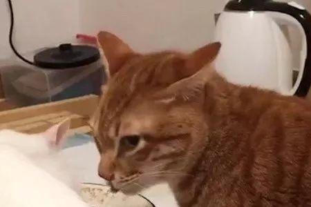 猫突然不吃饭怎么办