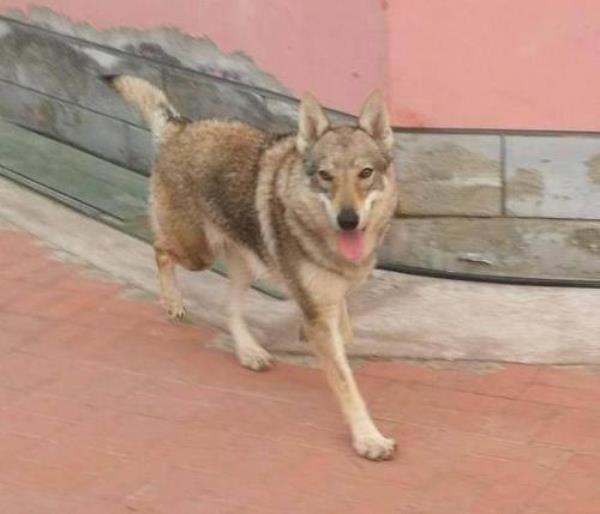狼青犬冬天耐寒多少度