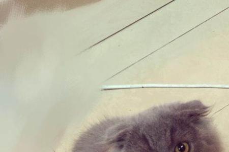 高地蓝猫能听懂话吗